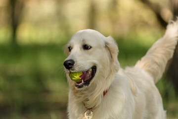 Portrait of a Golden Retriever with its mouth open happily walking in the park in the summertime