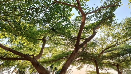 Fototapeta premium Majestic Trees and Infinite Skies captured from a captivating low angle perspective