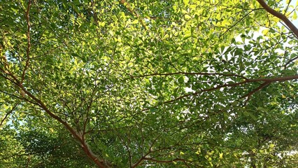 Majestic Trees and Infinite Skies captured from a captivating low angle perspective
