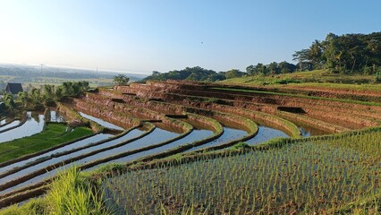 Embrace the awe-inspiring allure of picturesque terraced rice fields, bathed in the gentle embrace of a captivating morning ambiance