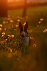 Mini bull terrier puppy sitting in a dandelion field at sunset