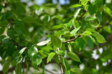 Pear tree branches with a young leaves