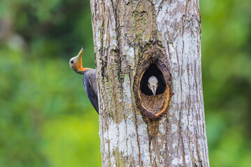 Great Slaty Woodpecker is digging a tree to build a nest.