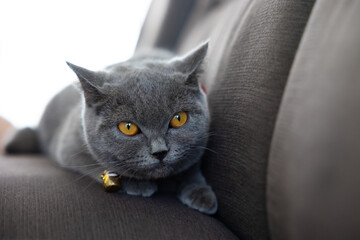 Obraz premium Satisfied british shorthair cat portrait lies on sofa