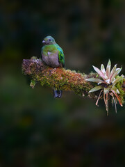 Female Resplendent Quetzal on mossy stick against green background