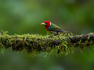 Red-headed Barbet portrait on mossy stick against green background