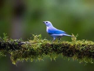 Blue-gray Tanager portrait on mossy stick against green background