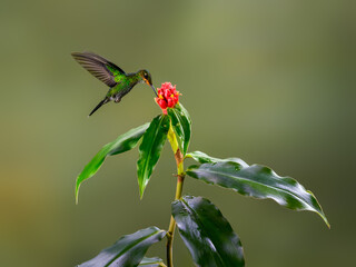 Green-crowned brilliant  Hummingbird in flight feeding on red flower against green background