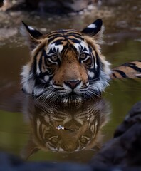 Bengal Tiger.The Bengal tiger is a population of the Panthera tigris tigris subspecies and the nominate Tiger subspecies. It ranks among the biggest wild cats alive today.