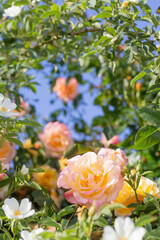 background of yellow and pink roses in sunlight