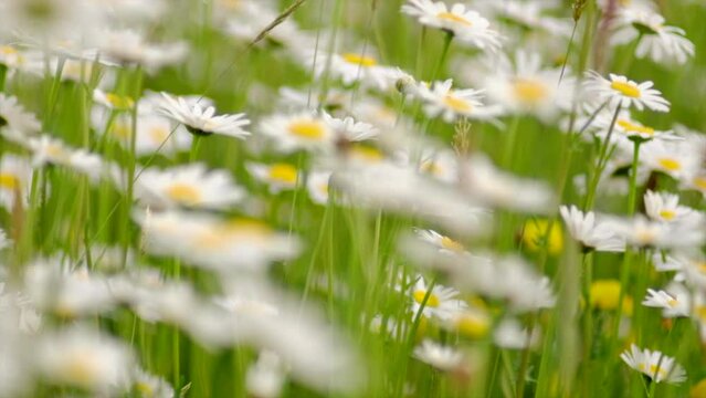 Selective focus of chamomile field flowers. Nature scene with blooming medical chamomilla at calm sunny day. Alternative medicine Spring Daisy. Wildflowers concept. Summer background. Slow motion