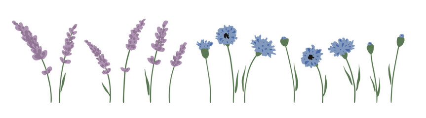 Hand drawn vector set of lavender and cornflower isolated on white background. Lovely wildflowers for summer designs. Cute botanical elements in trendy flat style. Charming floral plants