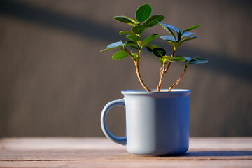 Close up white cup of coffee with small trees and plant green leaf use for background