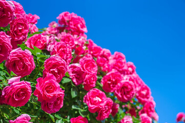 青空と鮮やかなピンクのバラの花