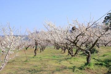 満開の梅園
