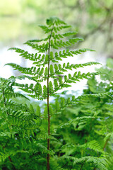 Blurred image of a sprig of fern on a background of nature.