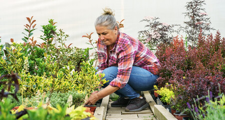 The senior woman work in her greenhouse garden, selecting and watering flowers.