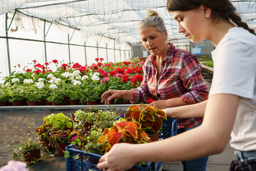 The grandmother and her granddaughter work side by side in their greenhouse garden, passing down knowledge and creating a beautiful bond across generations.