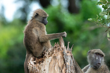 Babouin chacma, Papio ursinus , chacma baboon, Parc national Kruger, Afrique du Sud
