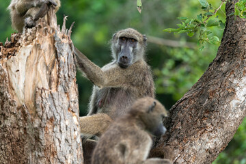 Babouin chacma, Papio ursinus , chacma baboon, Parc national Kruger, Afrique du Sud