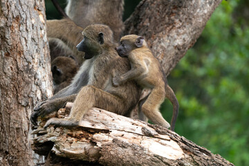 Babouin chacma, Papio ursinus , chacma baboon, Parc national Kruger, Afrique du Sud