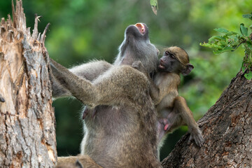 Babouin chacma, Papio ursinus , chacma baboon, Parc national Kruger, Afrique du Sud