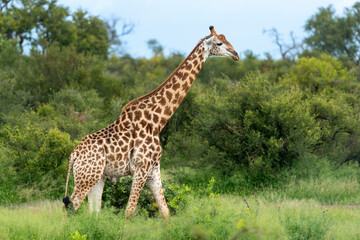 Naklejka na ściany i meble Girafe du Cap, Girafe d'Afrique du Sud, Giraffa camelopardalis giraffa, giraffa giraffa giraffa, Parc national Kruger, Afrique du Sud
