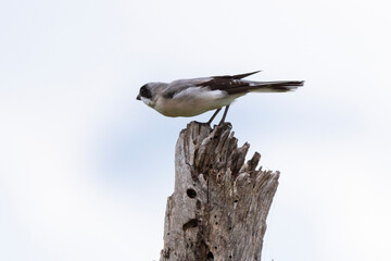 Pie grièche à poitrine rose,.Lanius minor, Lesser Grey Shrike