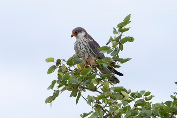 Faucon kobez,.Falco vespertinus, Red-footed Falcon