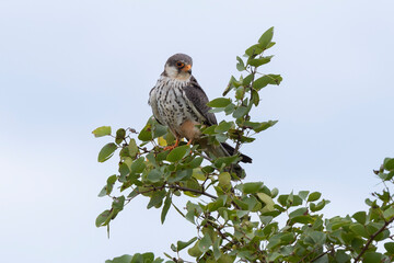 Faucon kobez,.Falco vespertinus, Red-footed Falcon