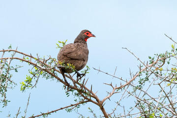Francolin de Swainson,.Pternistis swainsonii , Swainson's Spurfowl