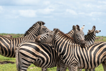 Naklejka premium Zèbre de Burchell, Equus quagga burchelli, Parc national Kruger, Afrique du Sud