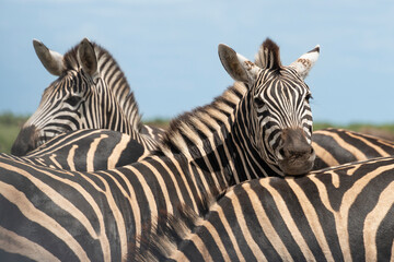 Zèbre de Burchell, Equus quagga burchelli, Parc national Kruger, Afrique du Sud
