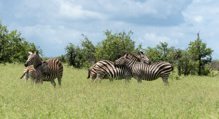 Fototapeta premium Zèbre de Burchell, Equus quagga burchelli, Parc national Kruger, Afrique du Sud