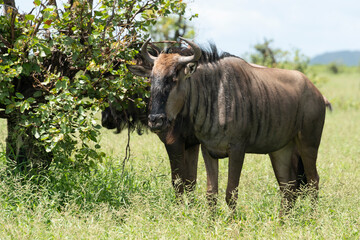 Fototapeta premium Gnou à queue noire, Connochaetes taurinus, Parc national Kruger, Afrique du Sud