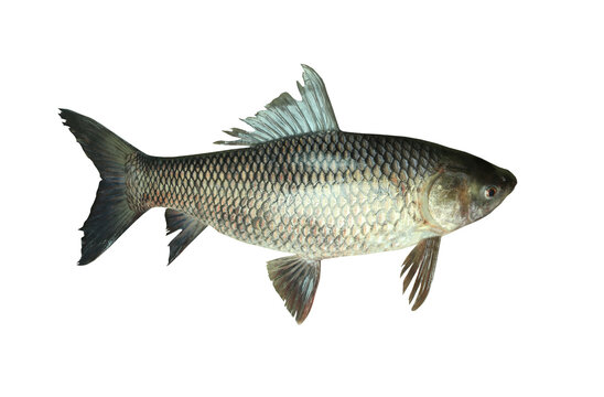 ROHU Fish or Yisok fish in the name of Thailand isolated on white.