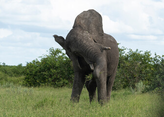 Obraz premium Éléphant d'Afrique, Loxodonta africana, Parc national Kruger, Afrique du Sud