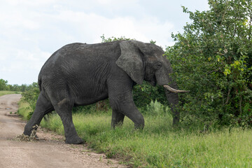 Fototapeta premium Éléphant d'Afrique, Loxodonta africana, Parc national Kruger, Afrique du Sud