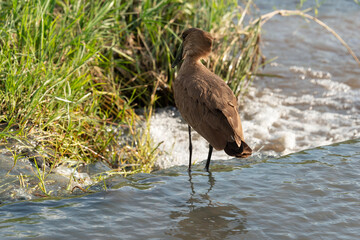 Ombrette africaine,. Scopus umbretta, Hamerkop