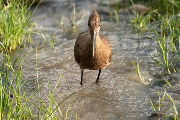 Ombrette africaine,. Scopus umbretta, Hamerkop