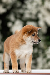 Red-and-white shiba inu puppy standing in front of white flowers