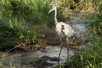 Héron cendré, Ardea cinerea, Grey Heron