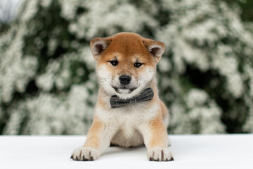 Red-and-white shiba inu puppy lies against a background of white flowers in a gray bow tie