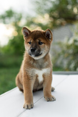 Cute shiba inu puppy poses against a backdrop of white flowers