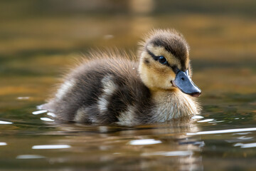 Cute mallard duckling (Anas platyrhynchos), Cairngorms, Scotland