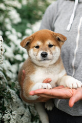 Cute shiba inu puppy poses against a backdrop of white flowers