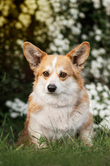 A corgi dog sitting in front of white flowers on green grass at sunset