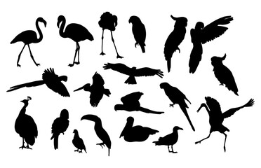 Silhouettes of birds. Collection tropical and marine diverse feathered species. Vector illustration. Hand drawings isolated on white background © Ludmila