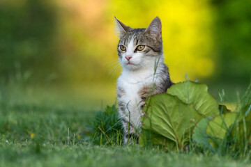 Młody kot kotek w trawie i kwiatach na jasnym tle 