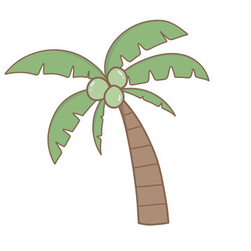 Coconut tree1